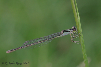 Enallagma durum, female